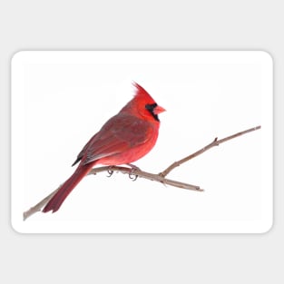 Northern Cardinal Sticker